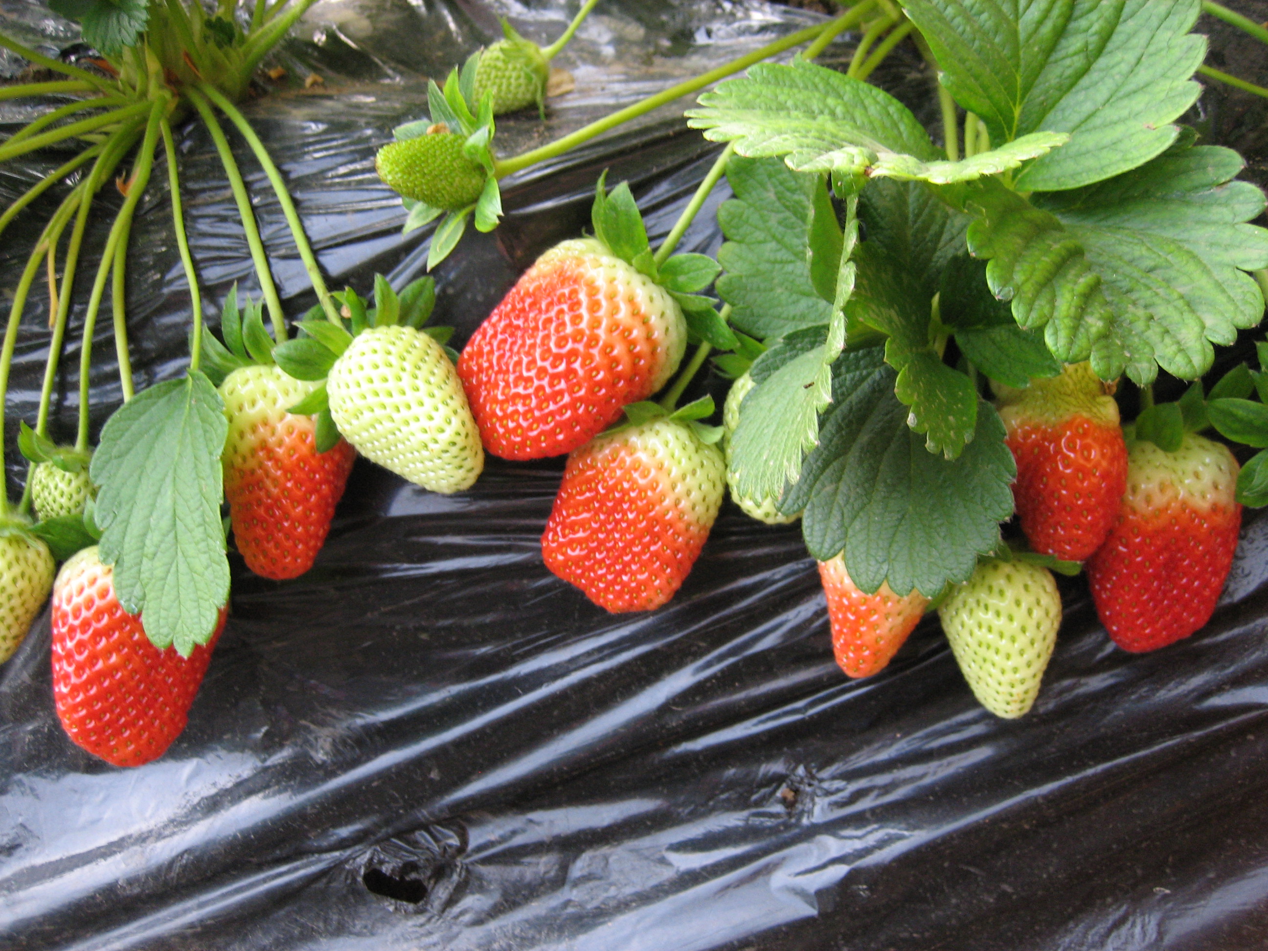 摘草莓啦！南宁最新摘草莓攻略奉上，又大又甜，还离市区不远_乐趣_景区_晨晨
