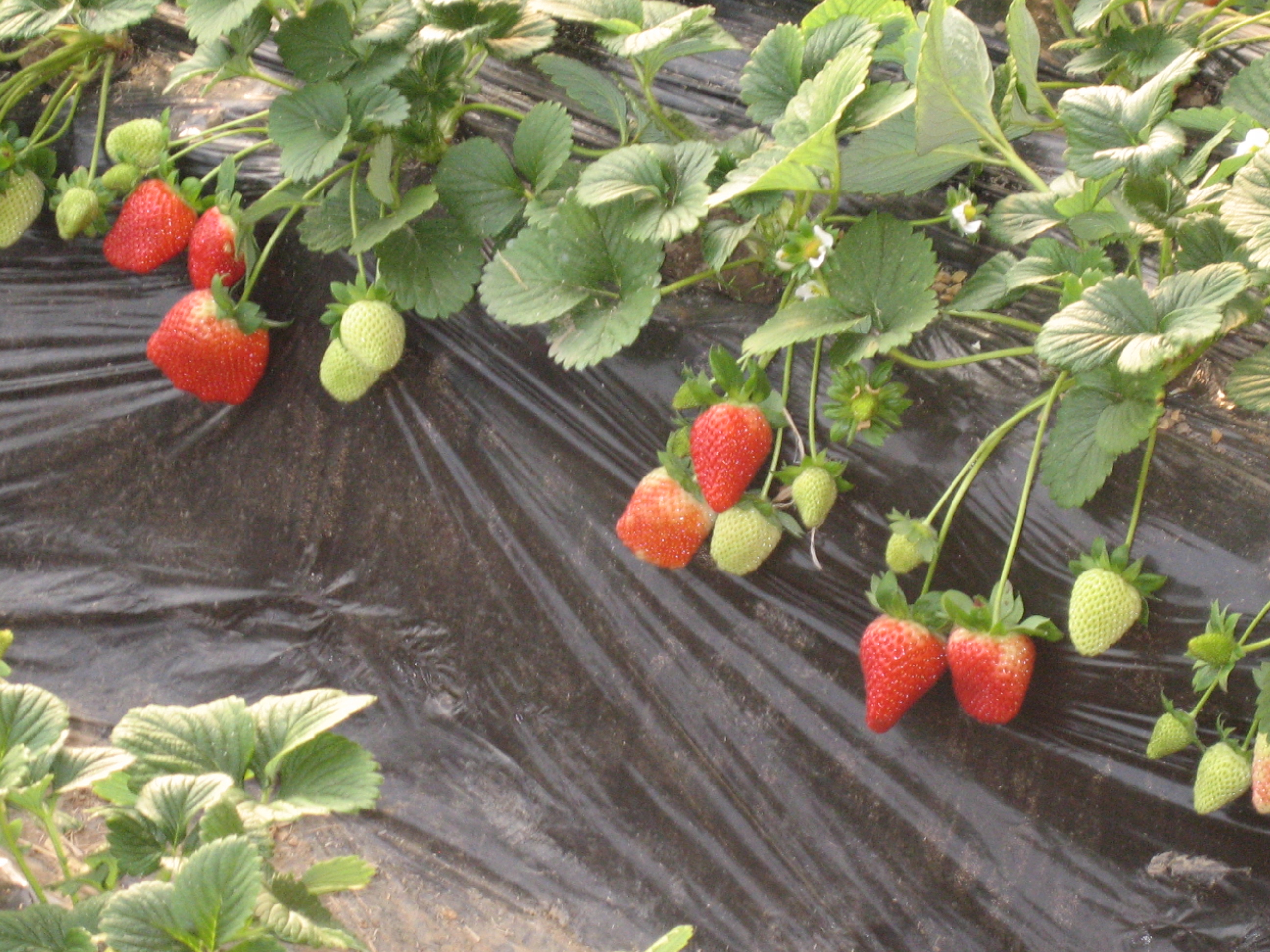 摘草莓、吃草莓、了解草莓……市民昌平草莓园中庆元宵