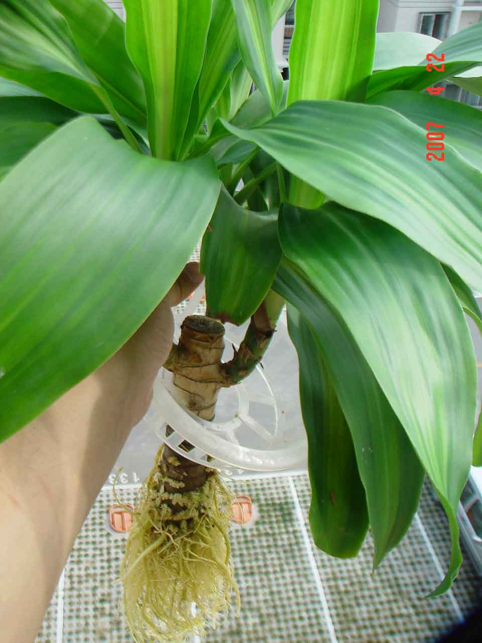 上照片:请喜欢植物的邻居们欣赏一下我家的"水培"巴西木