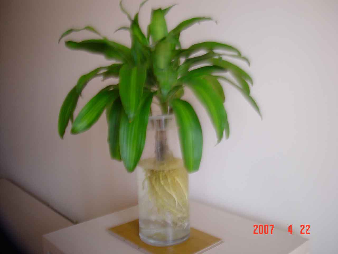 上照片:请喜欢植物的邻居们欣赏一下我家的"水培"巴西木