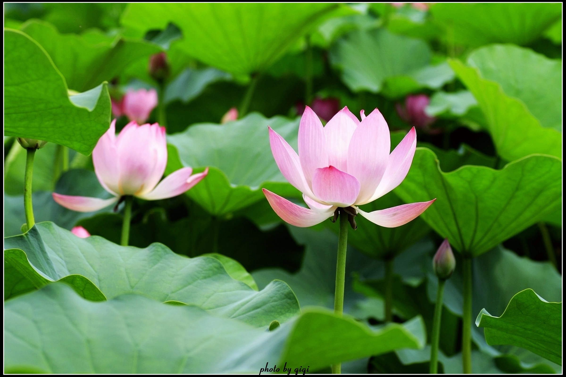 莲-中国湿地植物-图片