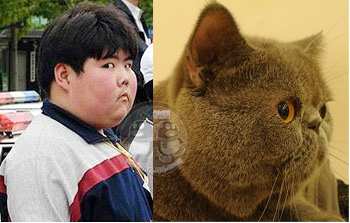 超级明星脸猫猫---小胖