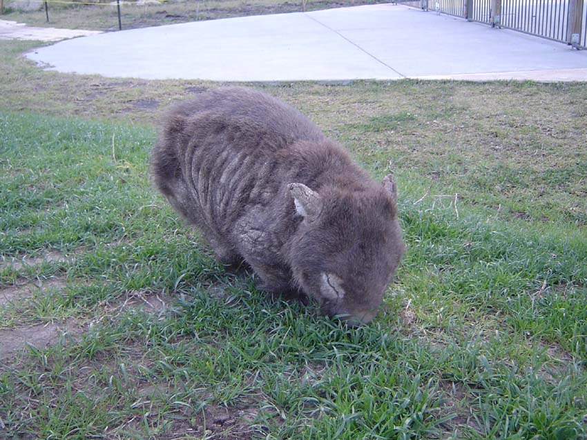 毛鼻袋熊(澳洲产) 英文名叫wombat (王八t)