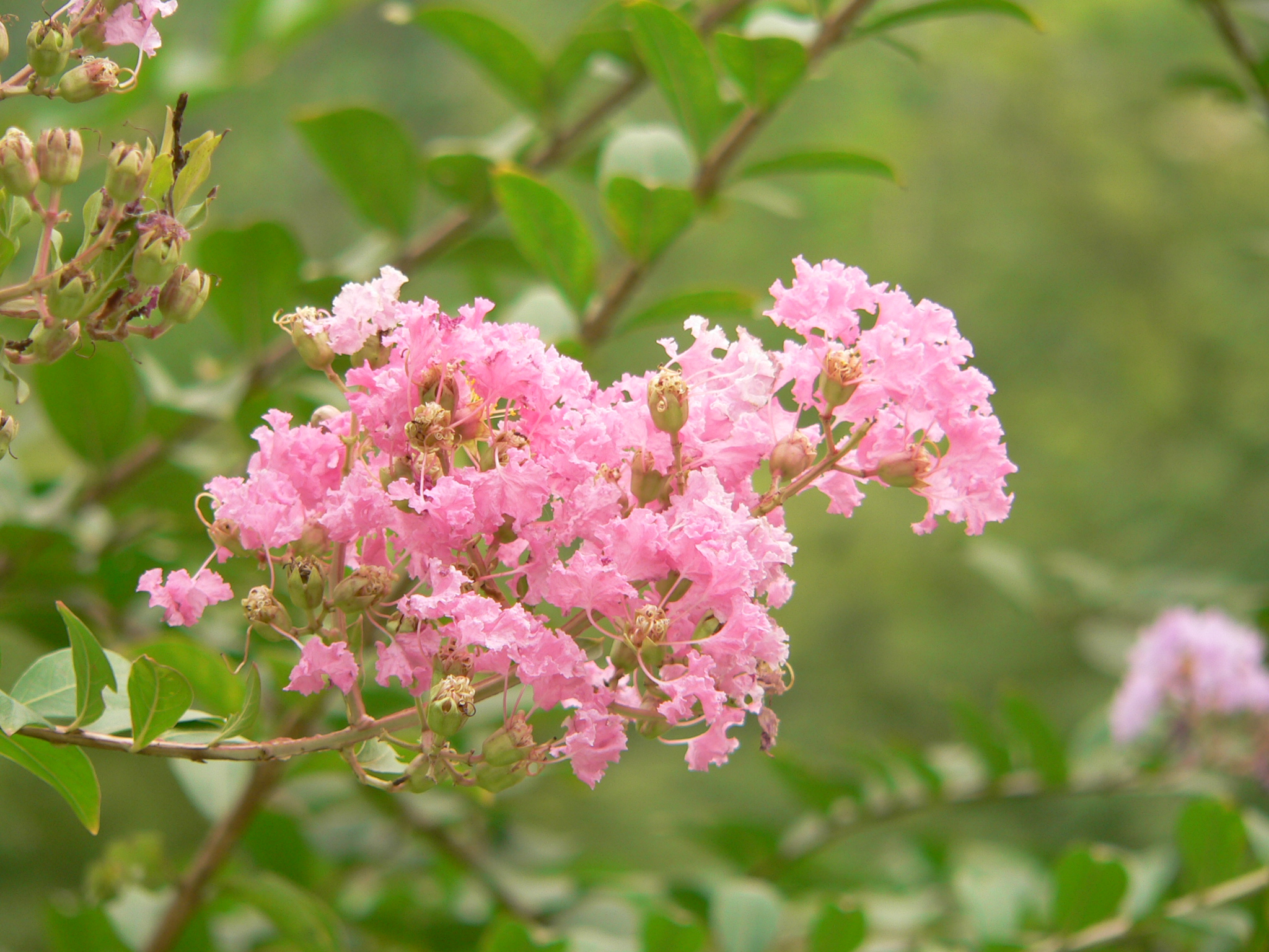 紫薇花图片真实图片