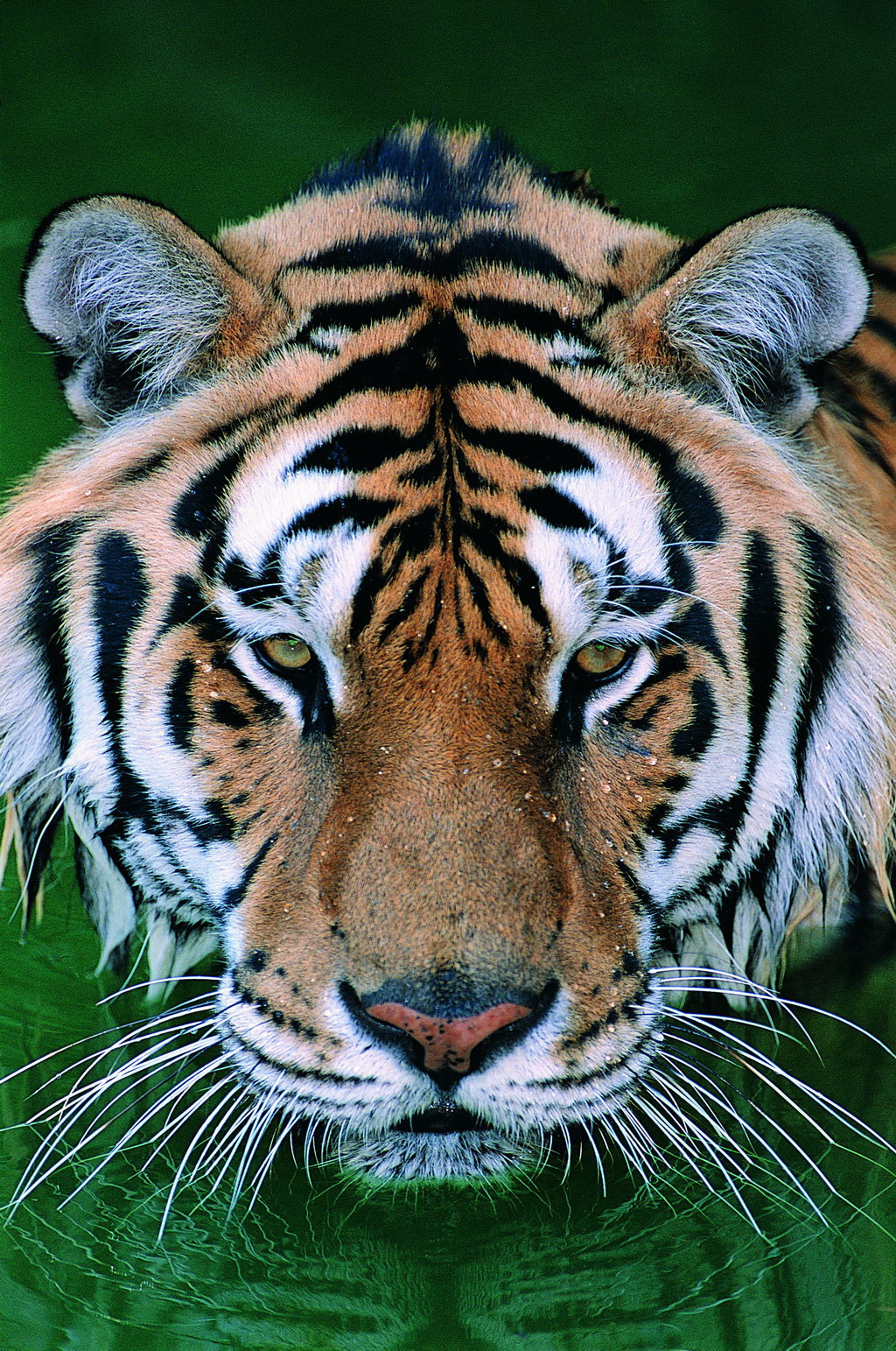 老虎品种大全及图片图片