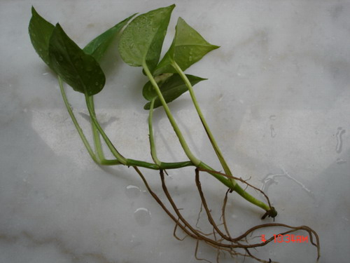 用绿萝的茎水培后生根的照片!