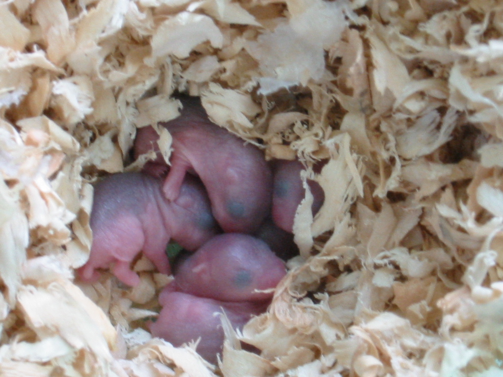 刚出生的仓鼠第一天图片