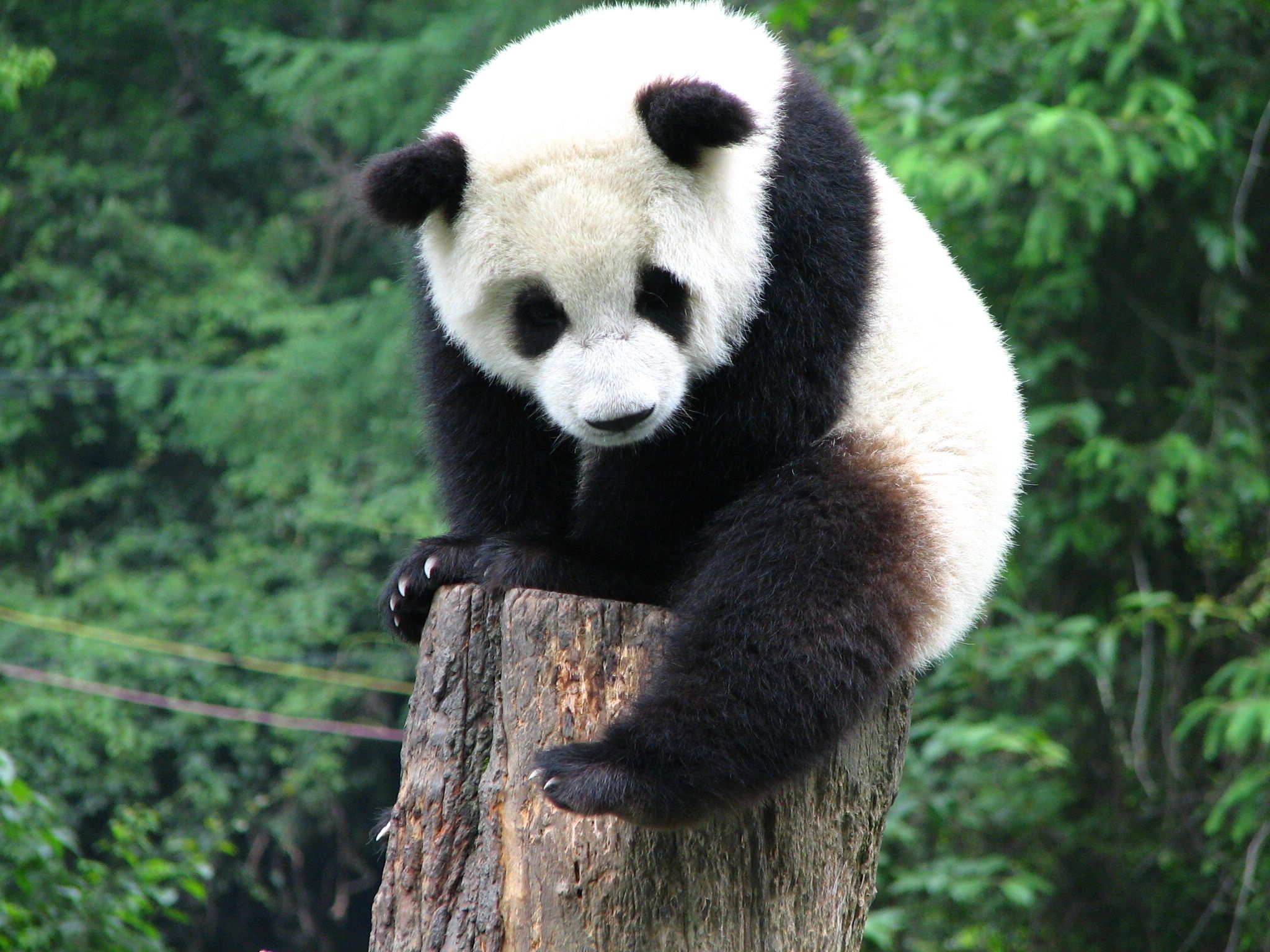 卧龙大熊猫
