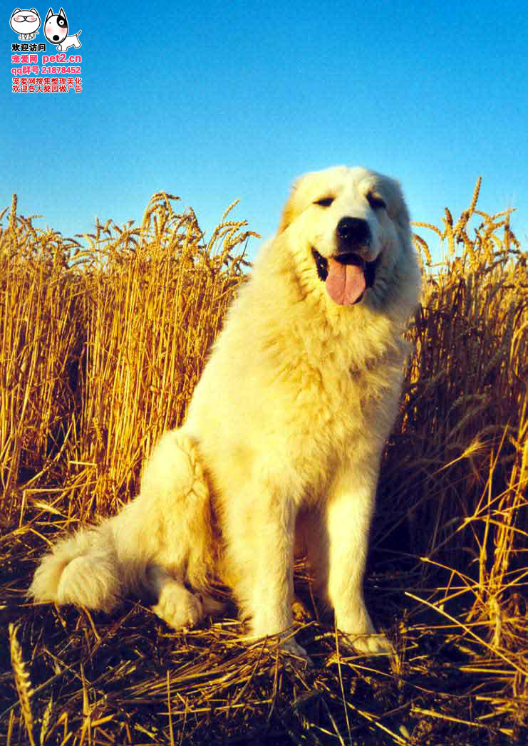 喜欢藏獒的朋友近来看看藏獒的另一支————————血獒