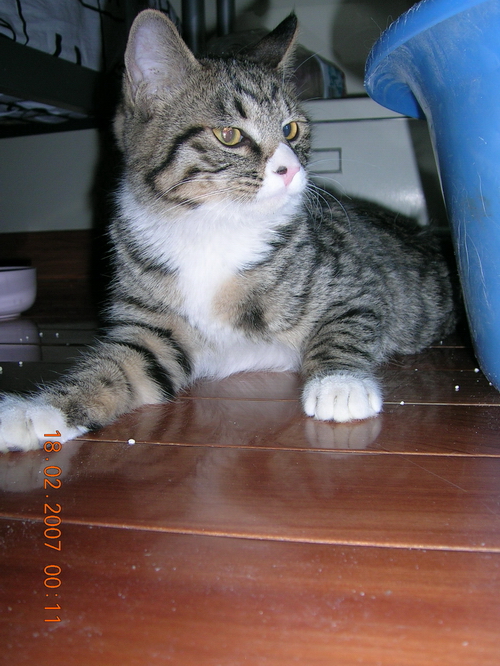 有没有人想养黑狸猫?