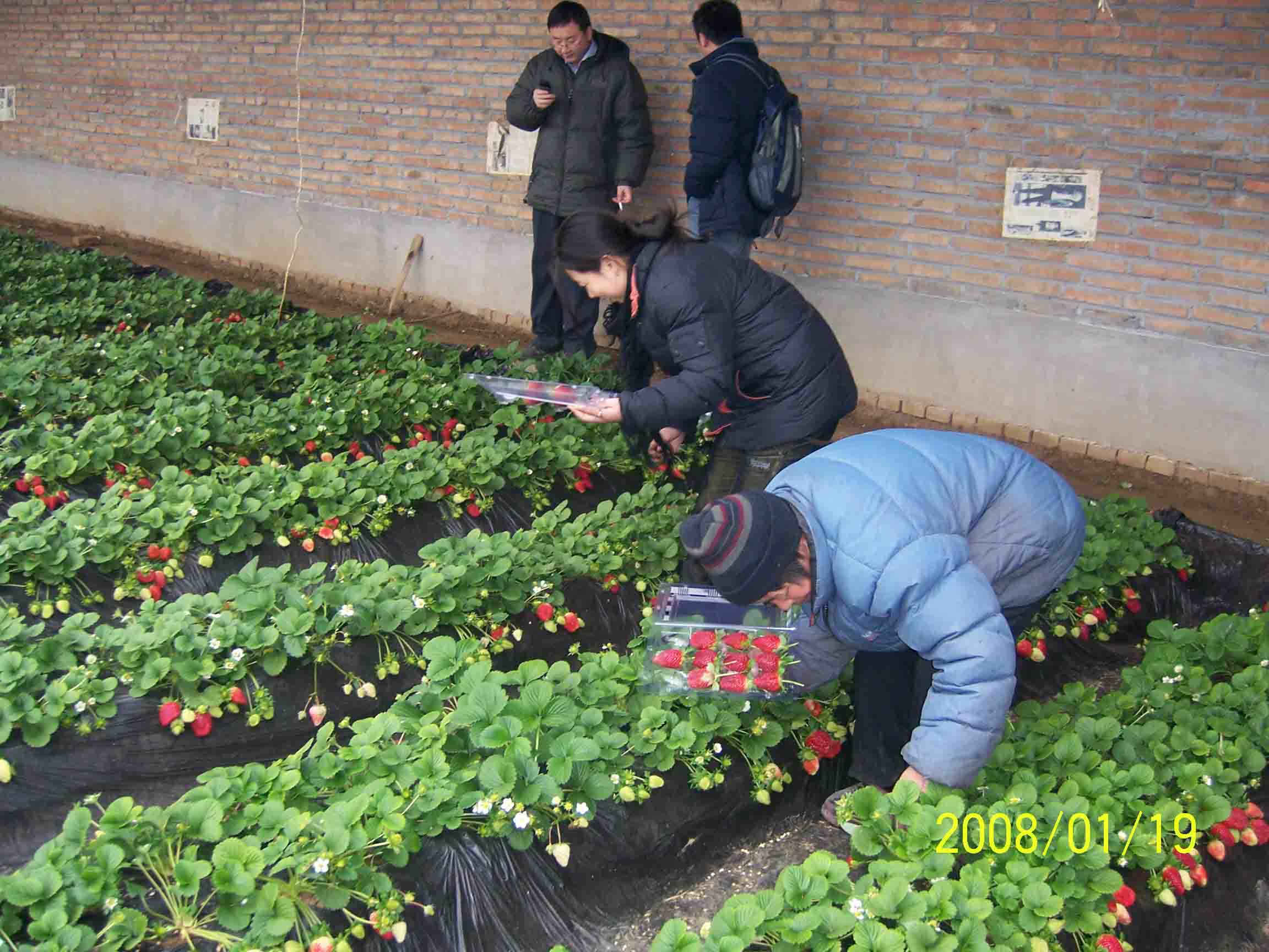 假日休閒到辛莊草莓園體驗採摘樂趣